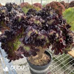 Aeonium Arboreum Velour European Cristata One-Piece Auction No.7