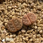 Lithops Gracilidelineata Latte - Image 2