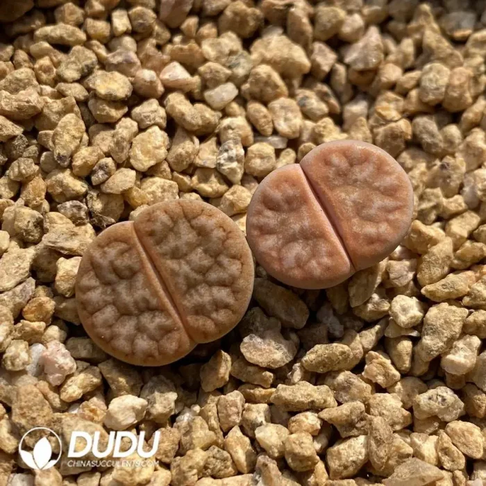 Lithops Gracilidelineata Latte - Image 2