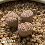 Lithops C64 - Image 2