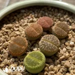 Lithops Aucampiae Rainbow