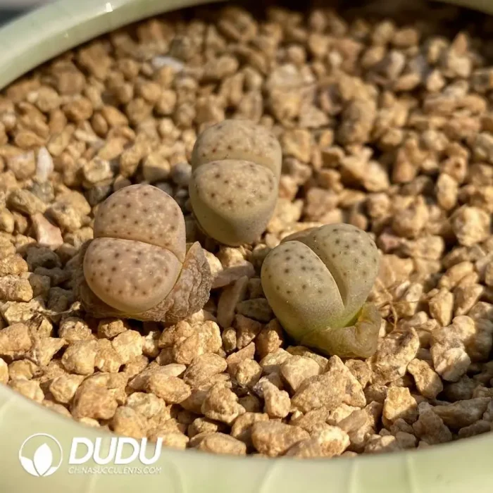 Lithops Dinteri Strawberry - Image 2