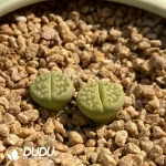 Lithops Lerichegreen