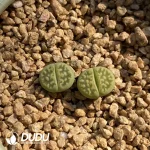 Lithops Lerichegreen - Image 2