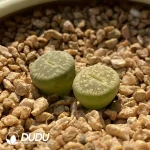 lithops Green River C54A - Image 2