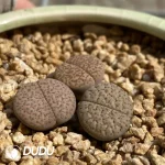 Lithops Fulviceps C222