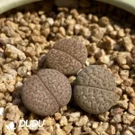 Lithops Fulviceps C222 - Image 2