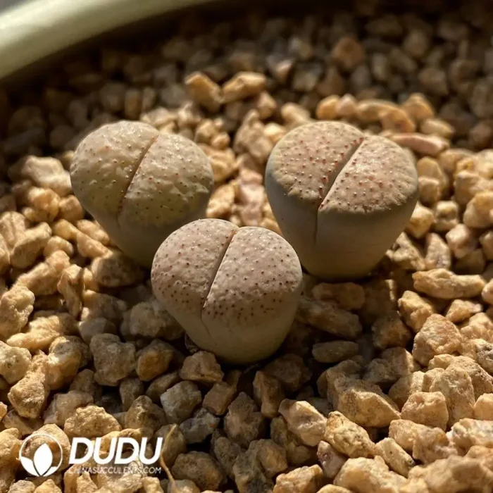 Lithops Verruculosa - Image 2