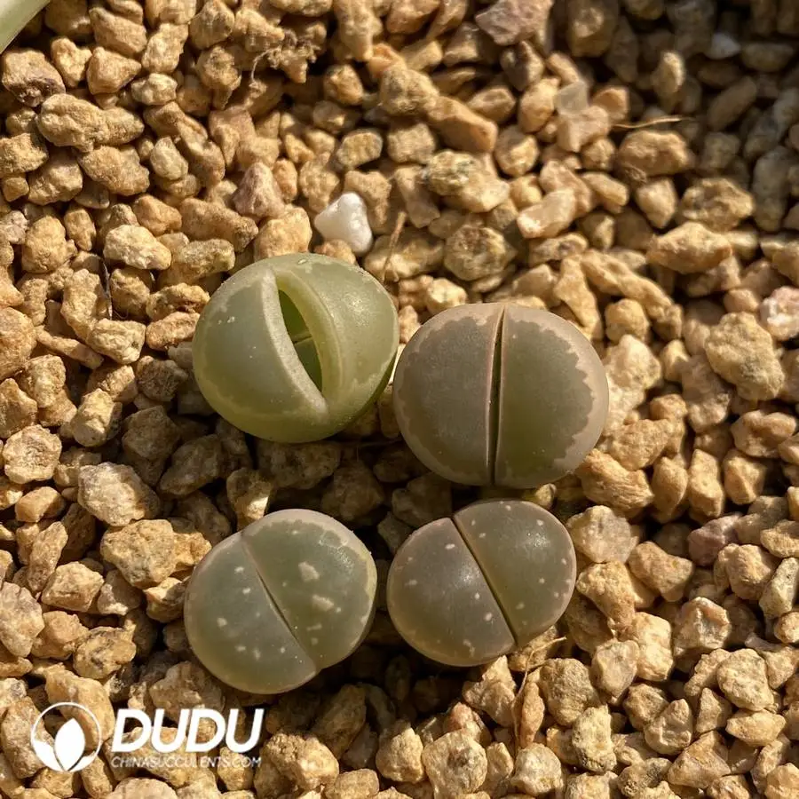 1748225379-e201.webp Lithops Vlivacea - Image 1