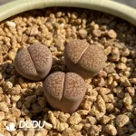 Lithops Dinterops X Lesliei Albinica - Image 2