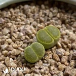 Lithops Hallii 'Sakkie's Yellow'