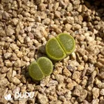 Lithops Hallii 'Sakkie's Yellow' - Image 2