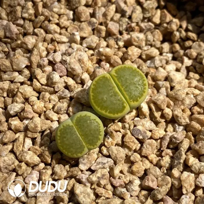 Lithops Hallii 'Sakkie's Yellow' - Image 2