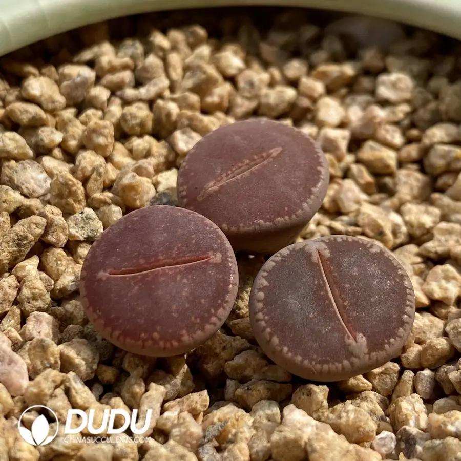 1748225401-e201.webp Lithops KO. - Image 1