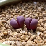 Lithops Red Chrysanthemum 6270A - Image 2