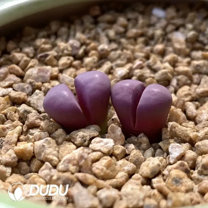 Lithops Red Chrysanthemum 6270A - Image 2