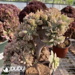 Aeonium ‘Sunburst’ cristata No.1 - Image 3