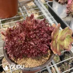 Aeonium Naga Queen Cristata-13