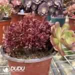 Aeonium Naga Queen Cristata-13 - Image 2