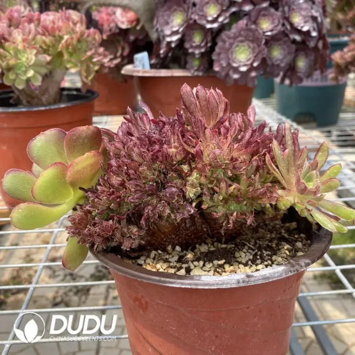 Aeonium Naga Queen Cristata-13 - Image 3