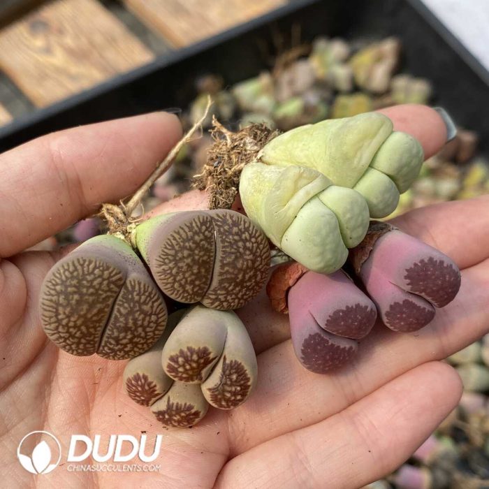 15-20MM Lithops Mixed 500pcs - Image 2