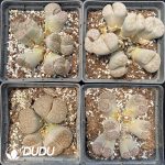 Lithops Multiple Head Four Collocation
