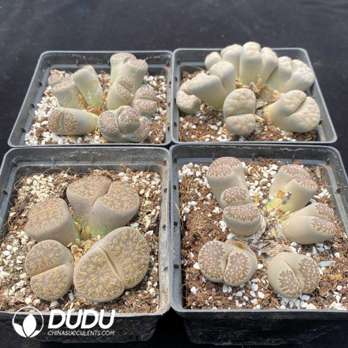 Lithops Multiple Head Four Collocation - Image 2