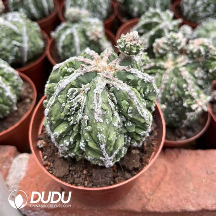 Astrophytum Walnut Grafted - Image 2