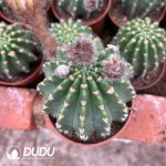 Lobivia Altena - Image 2