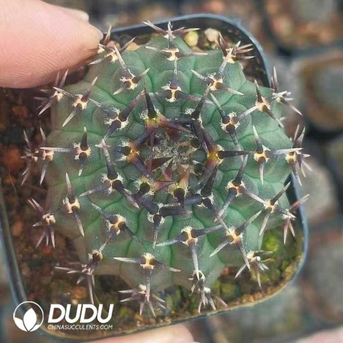 Echinopsis Gymnocalycium bodenbenderianum f. nigrispina - Image 2