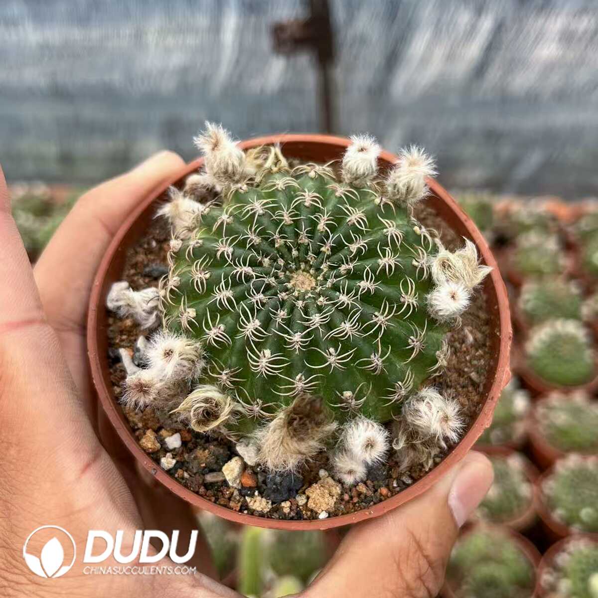 1748414528-e201.jpg Gymnocalycium Yang Shengyang - Image 1