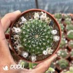 Gymnocalycium Yang Shengyang - Image 2