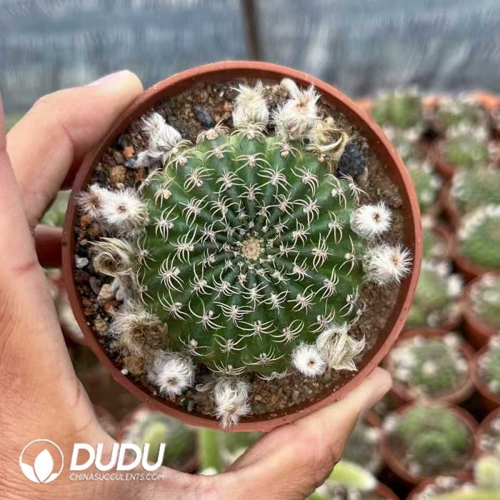 Gymnocalycium Yang Shengyang - Image 2