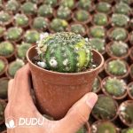 Gymnocalycium Echinopsis famatimensis Variegated - Image 2