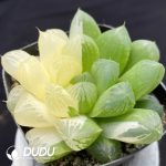 Haworthia Cooperi sp Suzhou Yin and Yang variegated - Image 2
