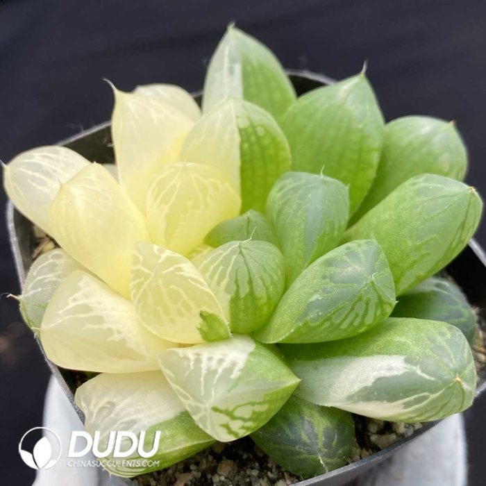 Haworthia Cooperi sp Suzhou Yin and Yang variegated - Image 2