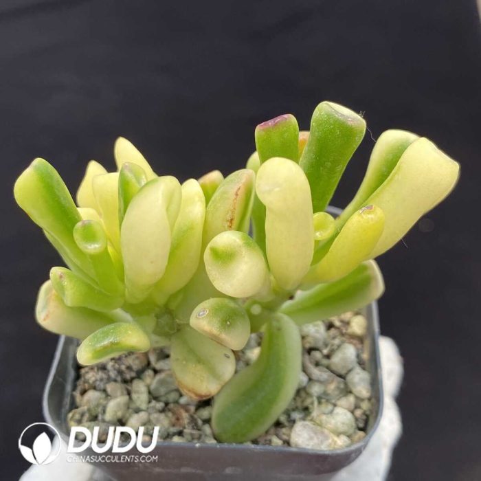 Crassula obliqua 'Gollum' Yellow Variegated - Image 2