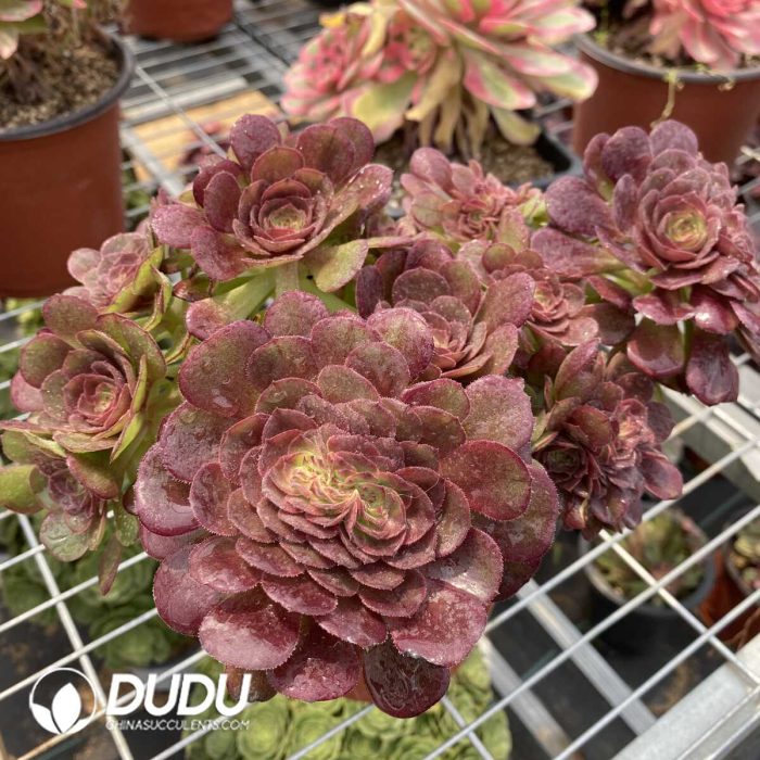 Aeonium Halloween Cristata - Image 2