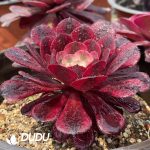 Aeonium Garnet of White Variegated - Image 2