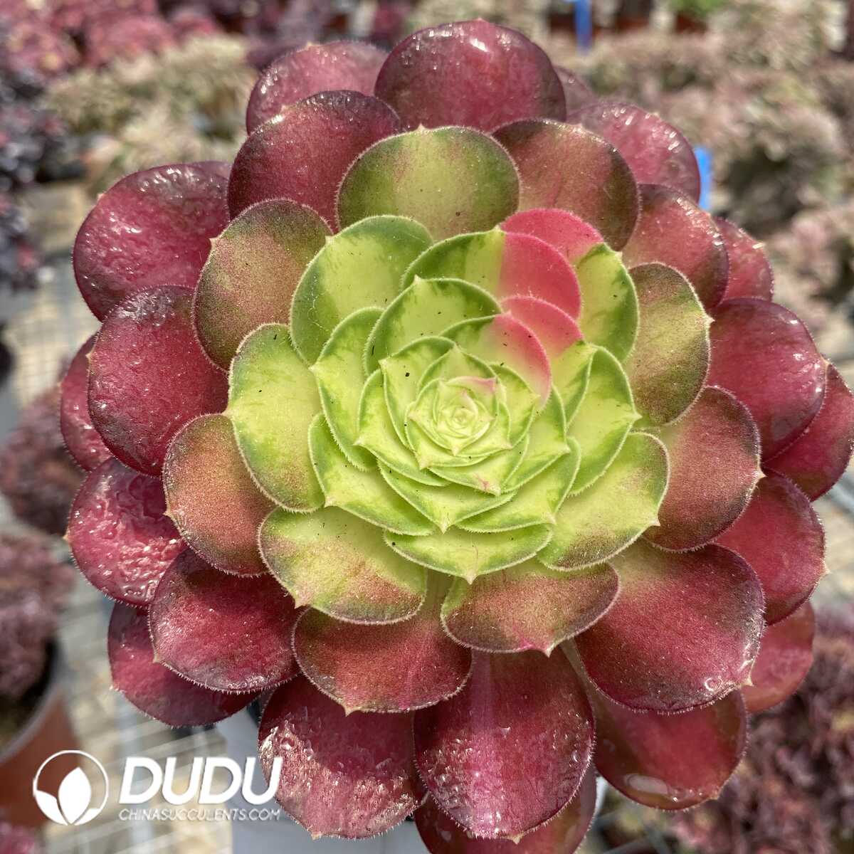 1748414594-e201.jpg Aeonium Shao Hua chimera 3 - Image 1