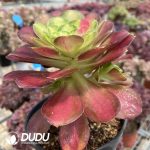 Aeonium Shao Hua chimera 3 - Image 2