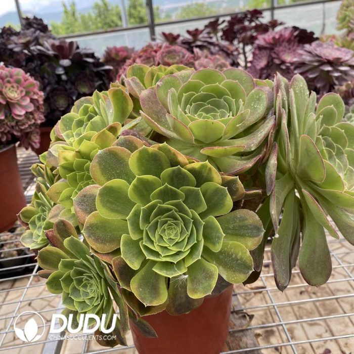 Aeonium Qingmeng chimera 1 - Image 2