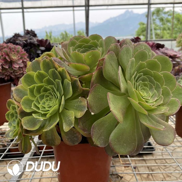 Aeonium Qingmeng chimera 1 - Image 3