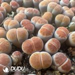 Lithops Orange Ice（800-1000pcs）