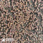 Lithops Orange Ice（800-1000pcs） - Image 2