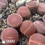 Lithops KO（800-1000pieces）