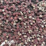 Lithops KO（800-1000pieces） - Image 2