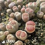 Lithops Red window chrysanthemum (800-1000 pieces)