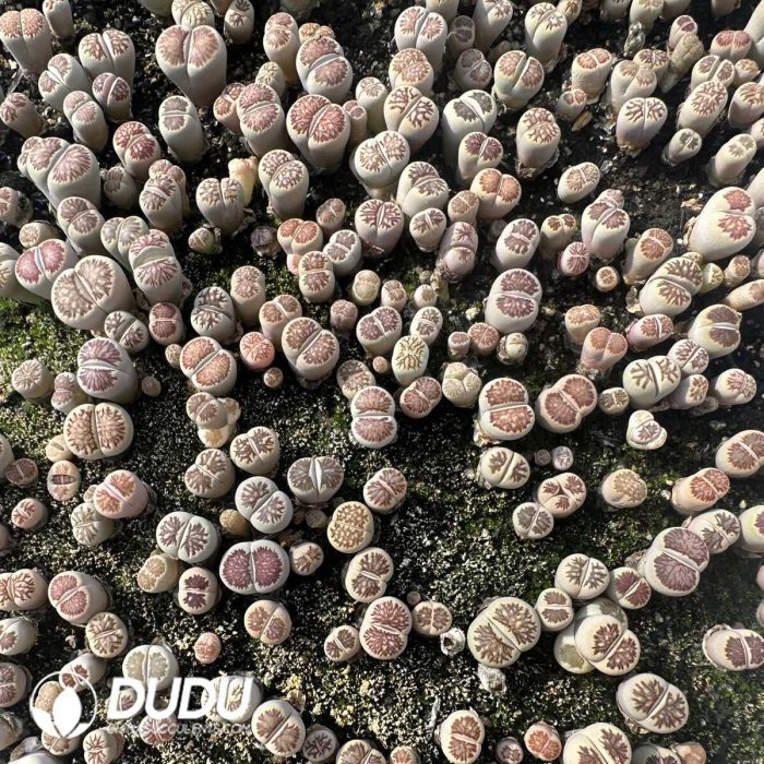 Lithops Red window chrysanthemum (800-1000 pieces) - Image 2