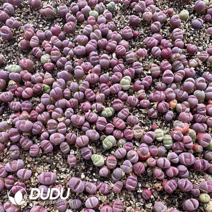 Lithops optica `Rubra` （800-1000pieces） - Image 2